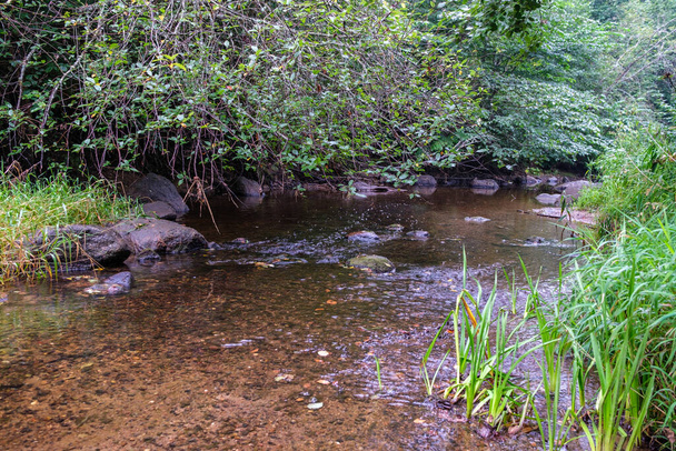 río bosque rural en verano con hierba alta y follaje. arroyo de agua marrón oscuro con rocas. - Foto, imagen