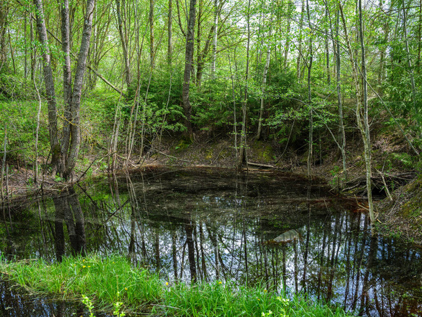 río bosque rural en verano con hierba alta y follaje. arroyo de agua marrón oscuro con rocas. - Foto, imagen
