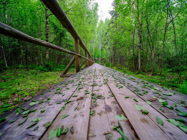 sentier en planches de bois dans la forêt pour la randonnée dans la nature sauvage. scène d'été - Photo, image