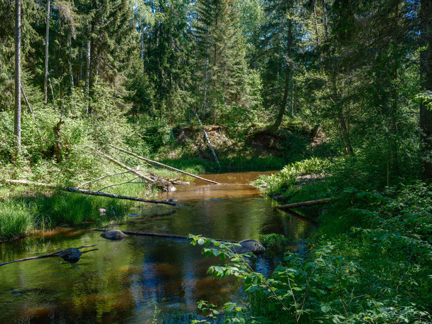 εξοχή δάσος ποτάμι το καλοκαίρι με υψηλή χόρτο και φύλλωμα. σκούρο καφέ ρεύμα νερού με βράχια. - Φωτογραφία, εικόνα
