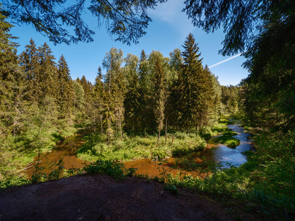 vidéki erdő folyó nyáron magas fű és lombozat. sötét barna víz patak sziklákkal. - Fotó, kép