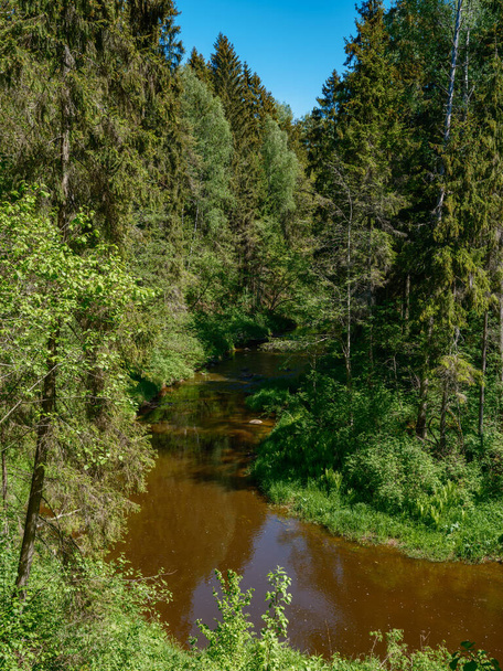 εξοχή δάσος ποτάμι το καλοκαίρι με υψηλή χόρτο και φύλλωμα. σκούρο καφέ ρεύμα νερού με βράχια. - Φωτογραφία, εικόνα