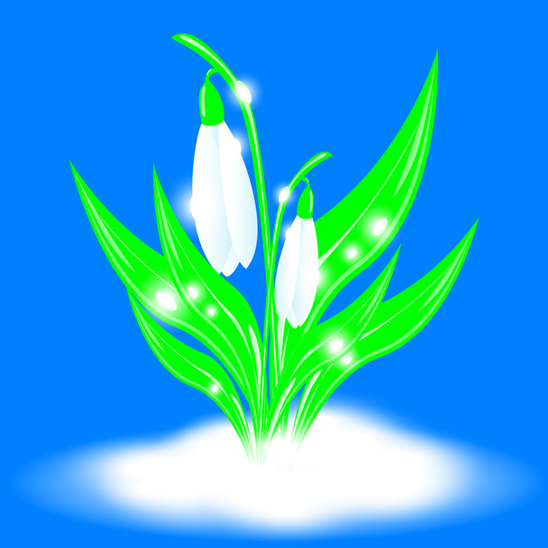 Illustration depicting the Snowdrops in the snow, vector illustration, eps10 - Vector, Image