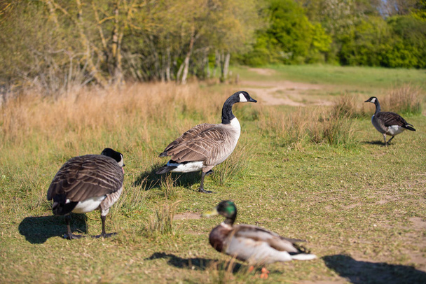 Canada geese and a duck on a filed - Fotografie, Obrázek