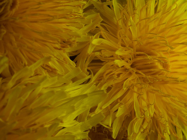 A closeup shot of yellow dandelions - Photo, Image