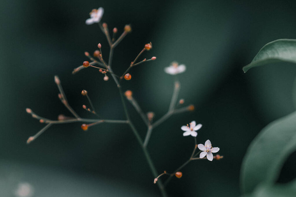 A flowering plant on blurred dark background - Photo, image
