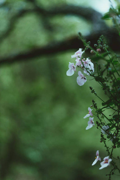 A vertical shot of white phlox flowers - Foto, immagini