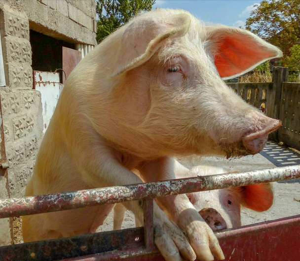 2匹の豚がポーズをとって、閉じ、主題に焦点を当てます. - 写真・画像