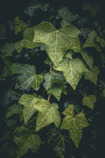 A vertical shot of green leaves with water droplets on top - Foto, immagini
