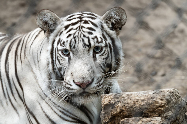 A closeup shot of a beautiful white tiger - Fotó, kép