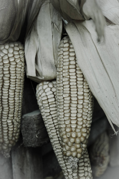 Rijp witte maïskolven, close up, zwart-wit foto - Foto, afbeelding