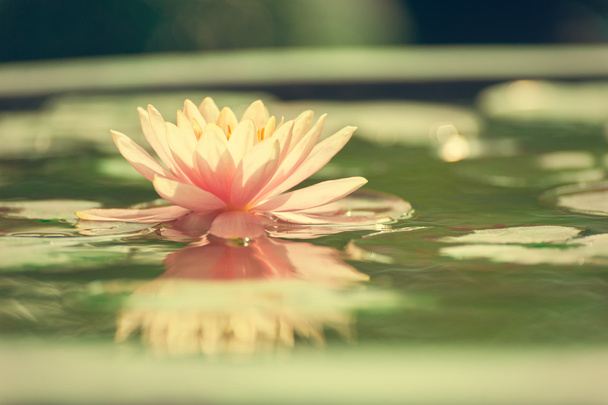 eine schöne rosa Seerose oder Lotusblume im Teich - Foto, Bild