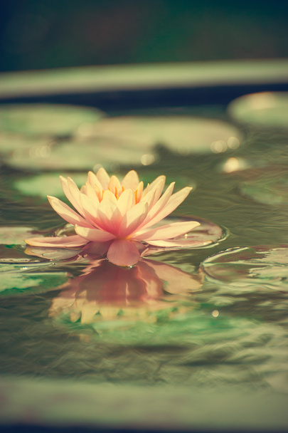 eine schöne rosa Seerose oder Lotusblume im Teich - Foto, Bild
