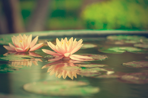 een mooie roze waterlily of lotus bloem in vijver - Foto, afbeelding
