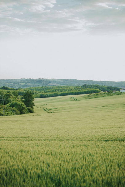 A vertical shot of greenery-covered agricultural fields - Fotó, kép