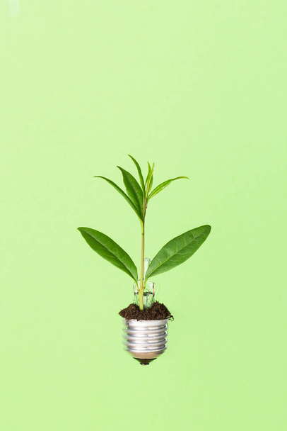 Light bulb with green plant as a concept of eco energy. Creative idea of eco alternative energy. - Foto, afbeelding
