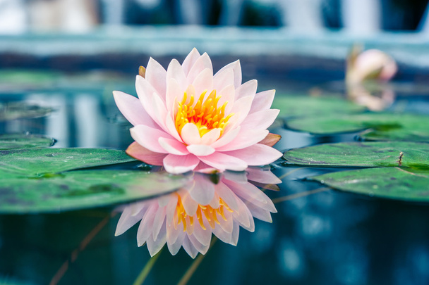 Une belle fleur rose de nénuphar ou lotus dans l'étang
 - Photo, image