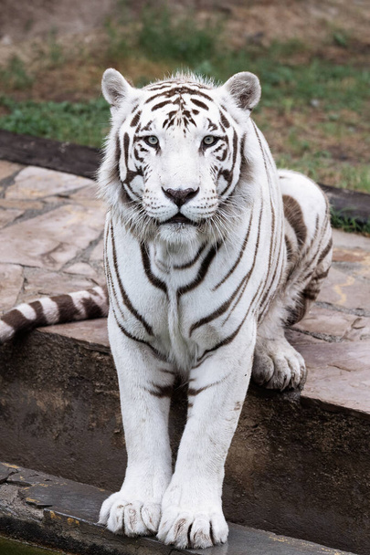 A vertical closeup shot of a beautiful white tiger - Foto, imagen