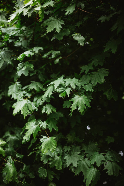 A vertical shot of the green leaves of a maple tree - Foto, Imagem
