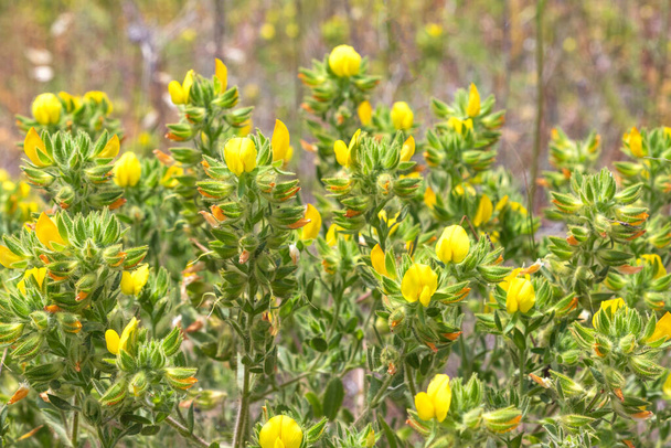 Closeup view of yellow flowers Ononis natrix on a blurred background. - Photo, Image