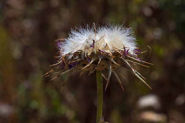 Vista de flor de cardo de leite seco com sementes closeup em um fundo escuro turvo. Foco seletivo - Foto, Imagem