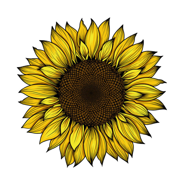 Zonnebloem geïsoleerd op witte achtergrond, realistische tekening, lineaire platte kunst Gele bloem een enkele zonnebloem Zaden en bloemblaadjes van een gele bloem Landbouw, herfst collectie van zonnebloempitten - Foto, afbeelding