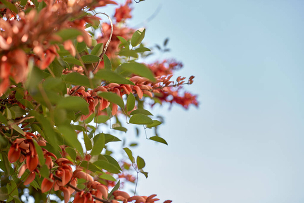 Riikinkukko Kukka Punaiset kukat Caesalpinia lähikuva. Kopioi tilaa. Luonnollinen, kasvitieteellinen tausta - Valokuva, kuva