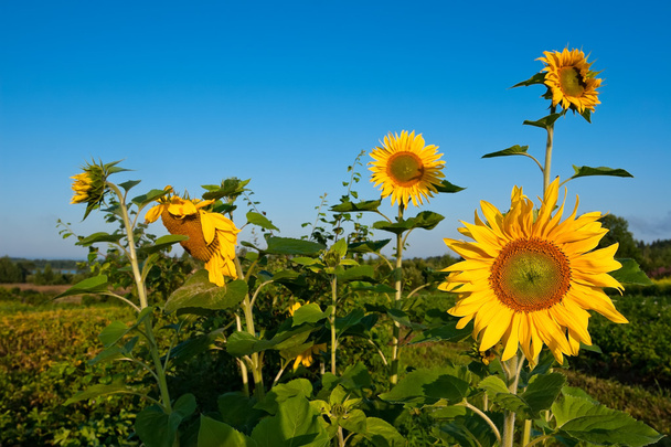Letni krajobraz ze słonecznikami - Zdjęcie, obraz