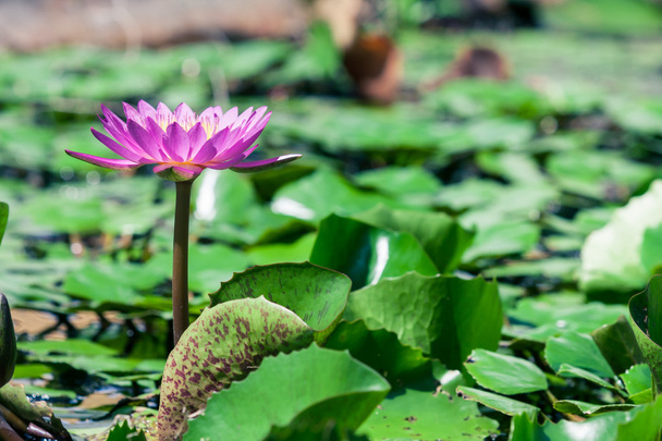 schöne rosa Lotusseerose im Teich - Foto, Bild
