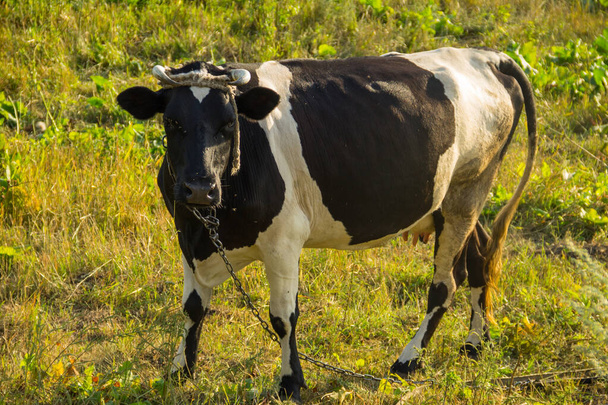 Cow on the pasture - Photo, Image