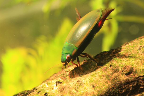 Cybister sugillatus diving beetle in Ryukyu Island,Japan - Photo, Image