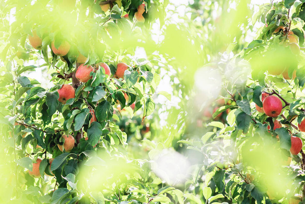 Období sklizně v horkém létě nebo na podzim. Apple podnikání a zemědělství, botanické a příroda - Fotografie, Obrázek