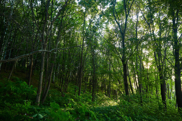 landscape green forest path day - Zdjęcie, obraz
