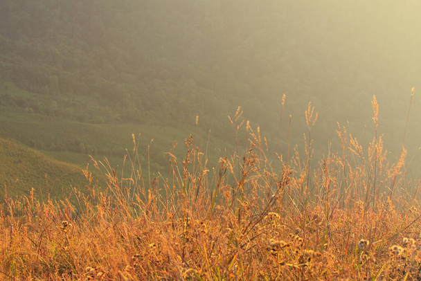 Pradera dorada y montañas al atardecer. Hermoso paisaje natural en el tiempo de invierno, Tailandia - Foto, imagen