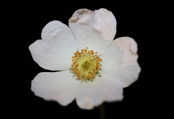 Flor blanca salvaje flor primer plano fondo botánico rosa arvensis familia rosáceas impresión de gran tamaño de alta calidad - Foto, Imagen