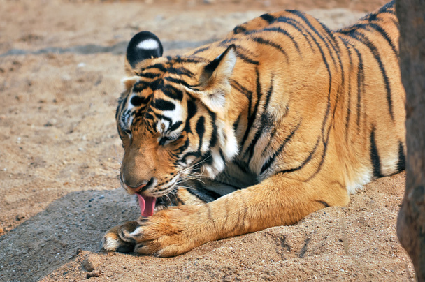 Bengálský tygr - Fotografie, Obrázek