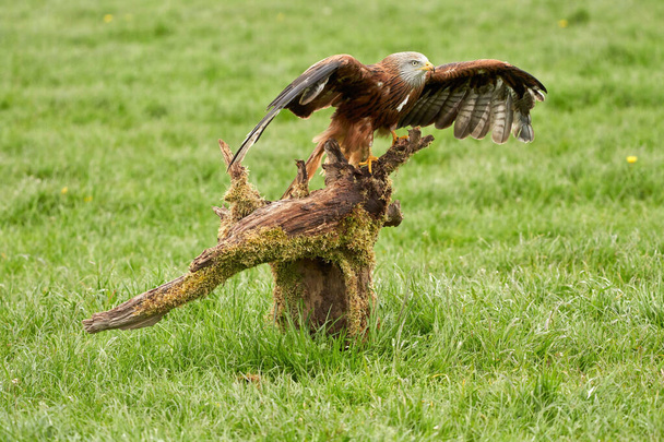 Red kite, bird of prey portrait. The bird lands on a tree stump. Wings spread, detailed shot - Photo, Image