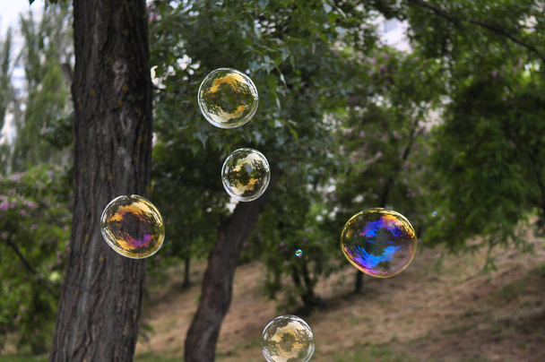 Grandes burbujas de jabón en el bosque en el espacio de copia de verano, fondo  - Foto, imagen
