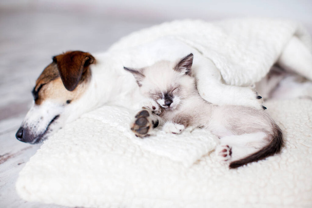 Dog and cat sleeping together. Dog and small kitten on white blanket at home - Foto, immagini
