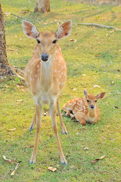sika deer family - Photo, Image
