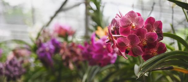 La ferme colorée d'orchidée est une industrie agricole en Thaïlande. - Photo, image