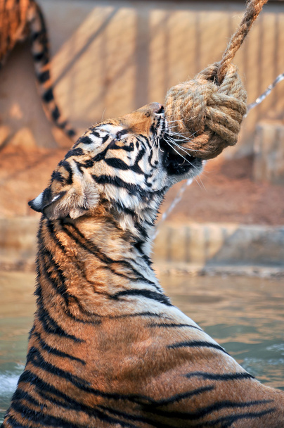 Formation des tigres
 - Photo, image
