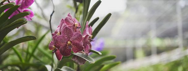 Kolorowe orchidee gospodarstwa rolnego w Tajlandii. - Zdjęcie, obraz