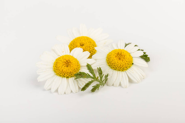 Fresh Chamomile flowers close up on white background - Photo, image
