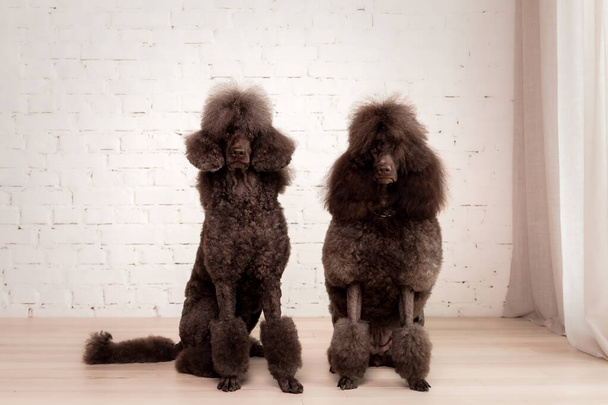 Large brown standard French poodle portrait - Foto, afbeelding
