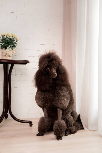 Large brown standard French poodle portrait - Foto, immagini