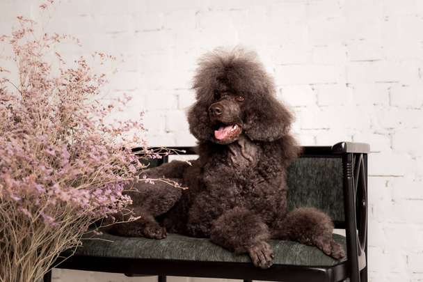 Large brown standard French poodle portrait - Foto, Imagem