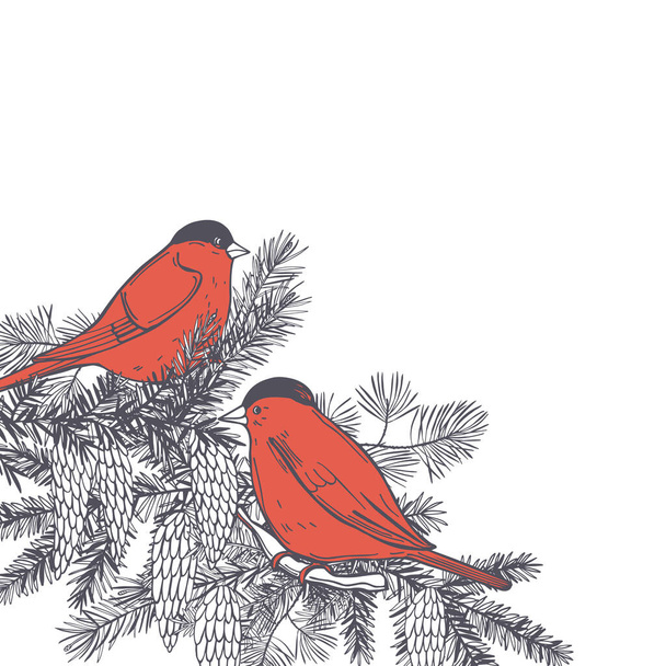 Hand drawn winter birds. Bullfinches on white backgrounds. Vector sketch illustration. - Vetor, Imagem
