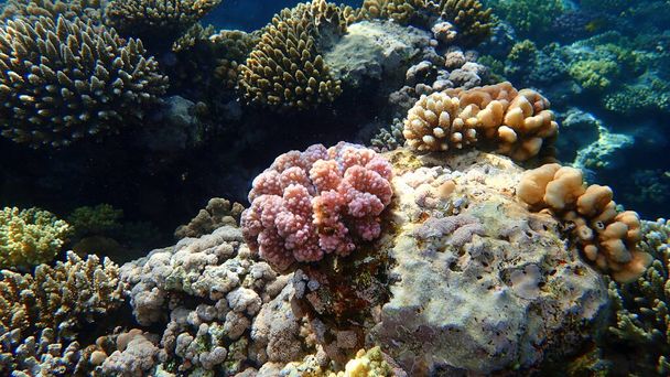 Atemberaubende Unterwasser-Korallenriffe, Rotes Meer, Ägypten, Sharm El Sheikh, Nabq Bay - Foto, Bild