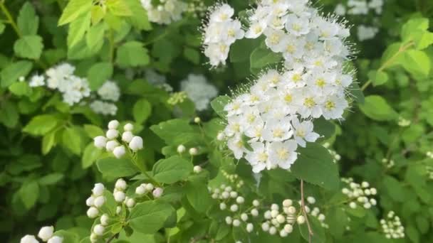 Fehér spiraea meadowets bokor virágzik. Germandiai rügyek és fehér virágok. Finom háttér kis fehér virágok - Felvétel, videó